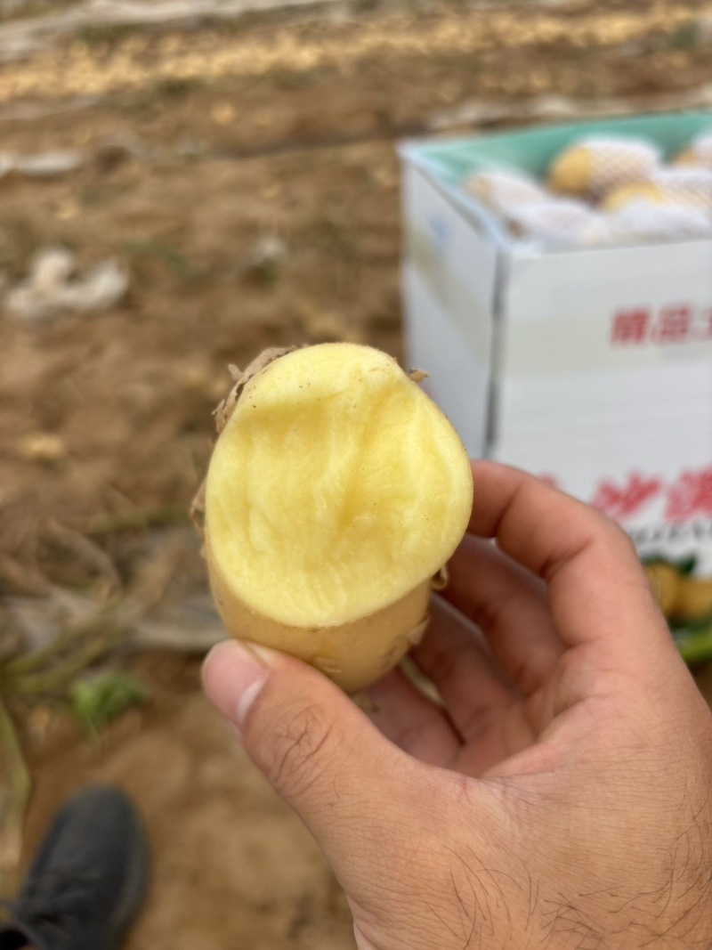 陕西沙漠土豆玖恩11纯黄心