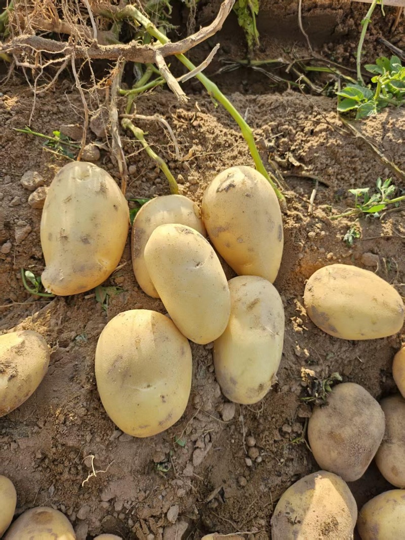 陕西沙漠土豆玖恩11纯黄心