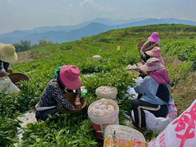 石林树熟人参果，只做高糖果，全套供应链服务