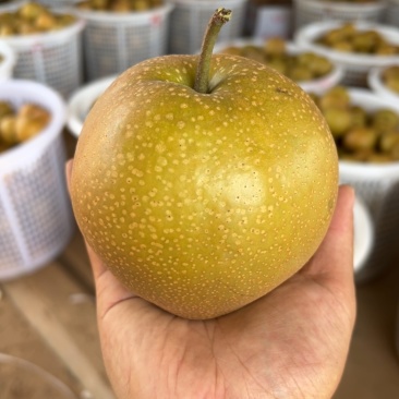 黄花梨