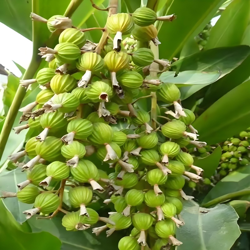 香砂仁，药食同源健康之选，3万亩基地，货源充足