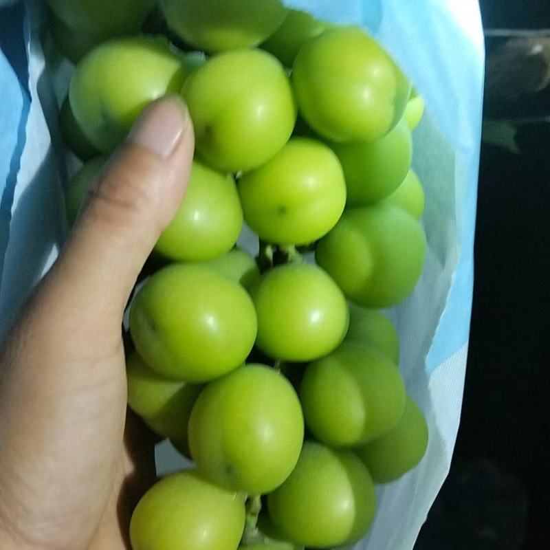 阳光玫瑰