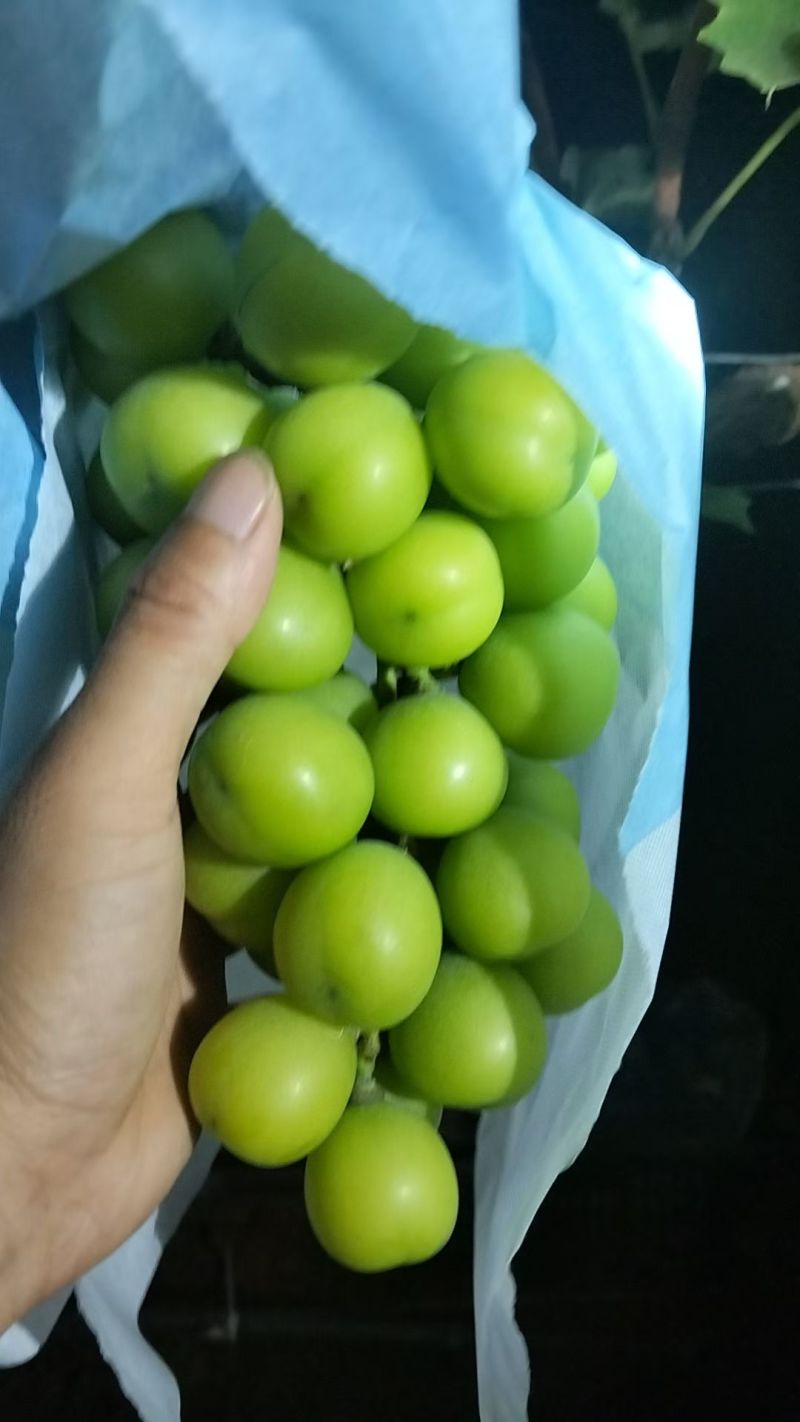 阳光玫瑰