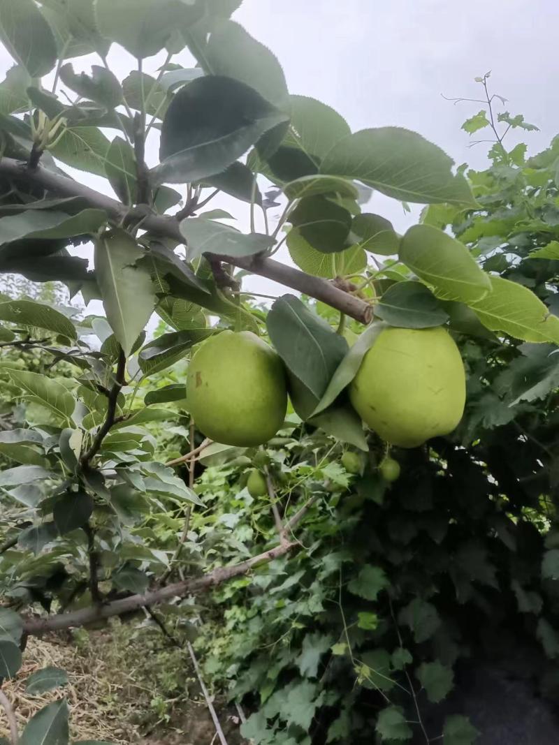 早酥梨
