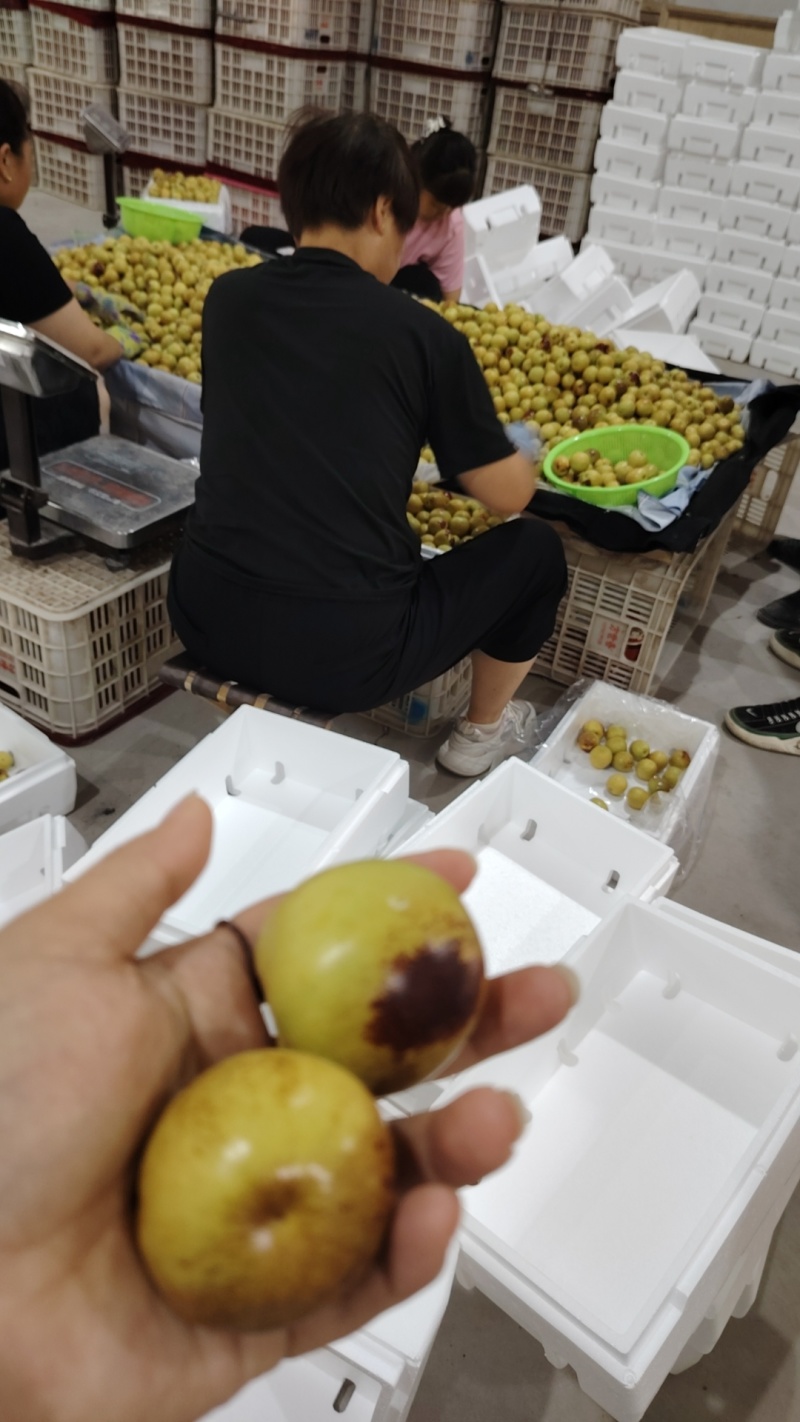 大荔冬枣