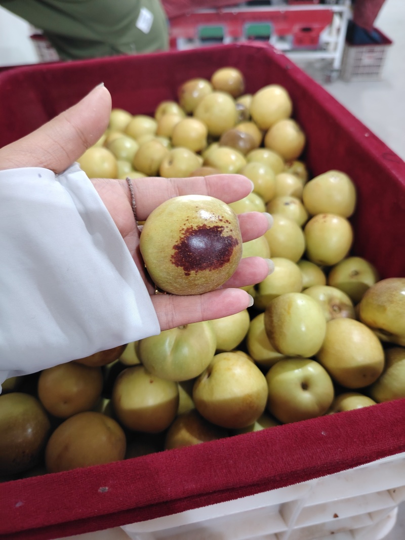 大荔冬枣