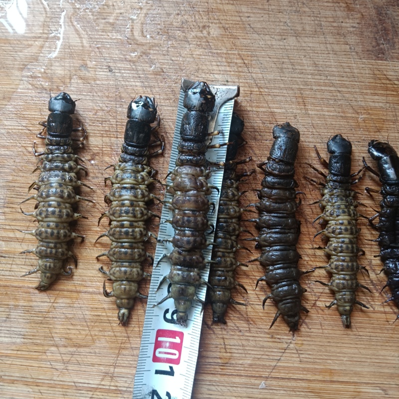 爬沙虫，水蜈蚣