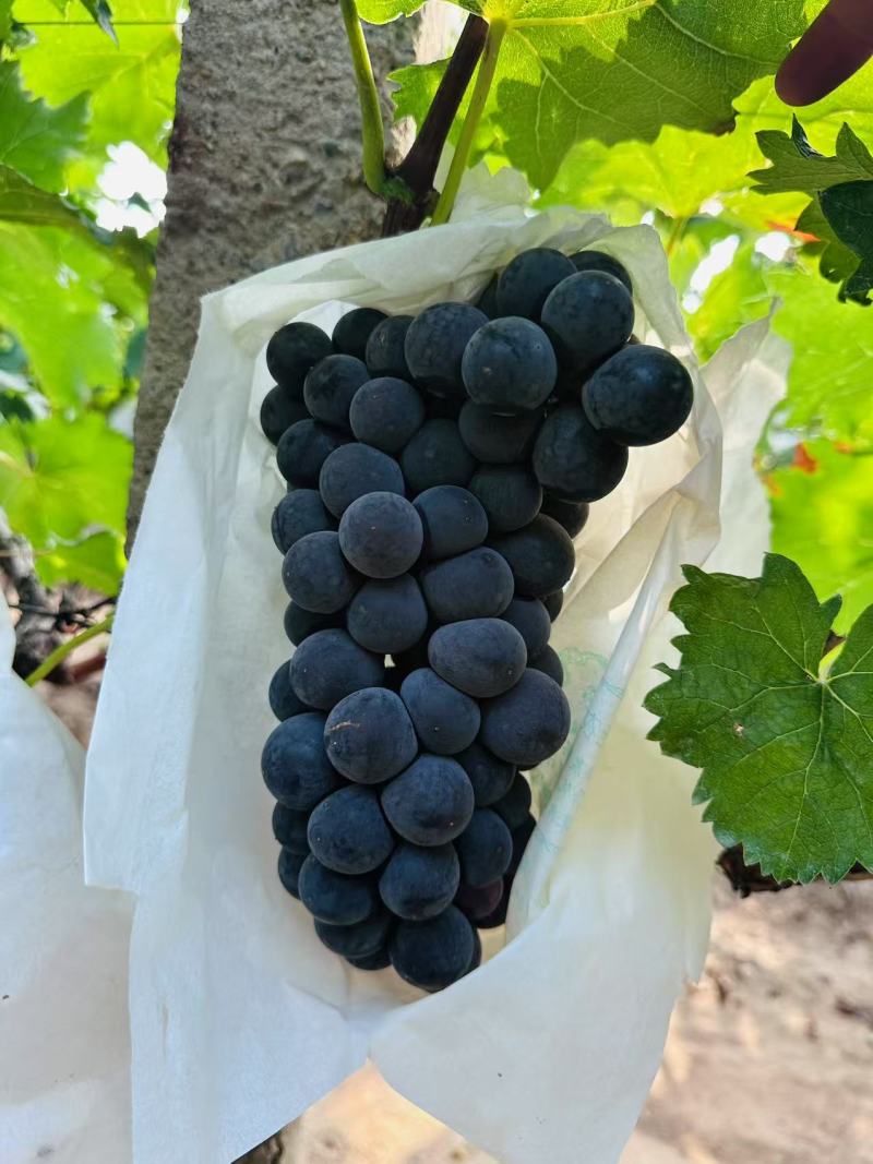 大量批发葡萄615夏黑真正的土味葡萄