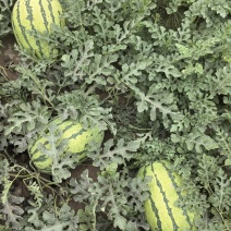 甘肃省山丹县千亩硒沙瓜园头茬芽子瓜，金花1号2号