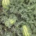 甘肃省山丹县千亩硒沙瓜园头茬芽子瓜，金花1号2号