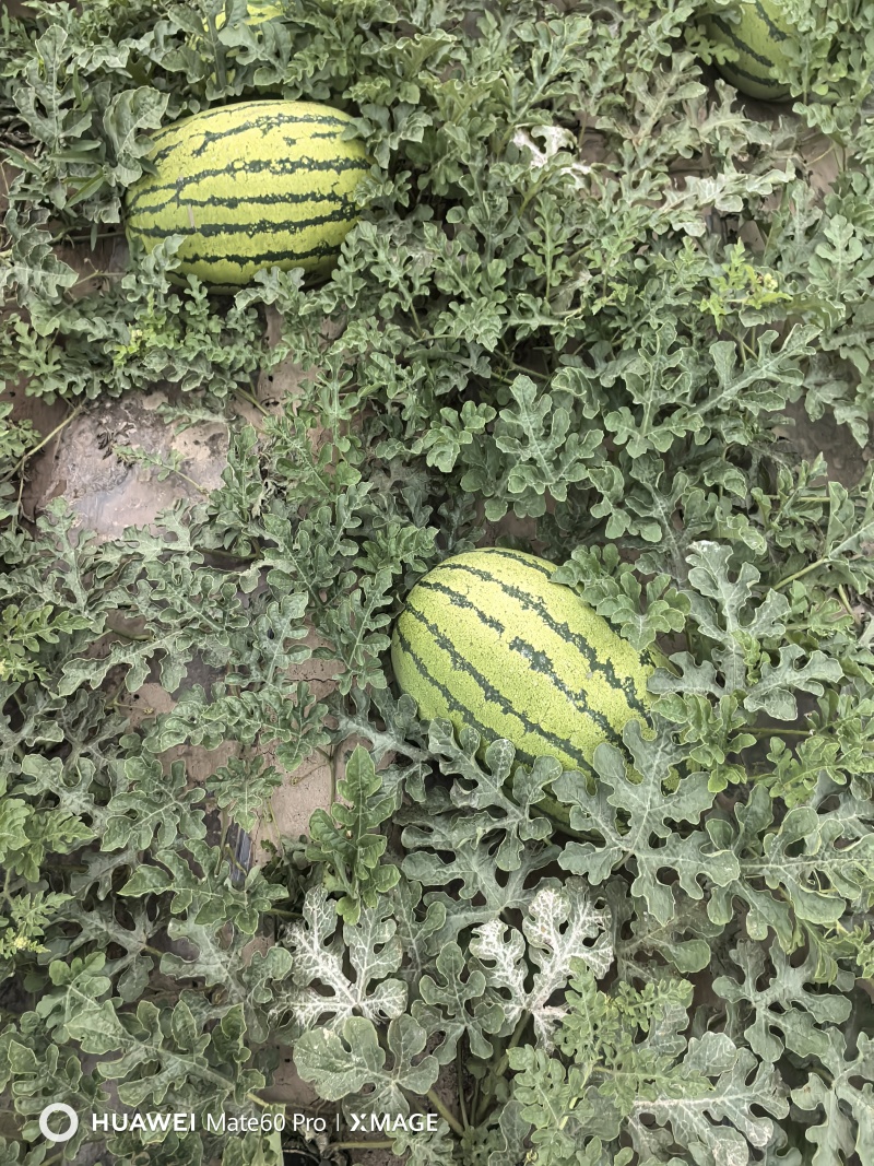 甘肃省山丹县千亩硒沙瓜园头茬芽子瓜，金花1号2号