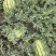 甘肃省山丹县千亩硒沙瓜园头茬芽子瓜，金花1号2号