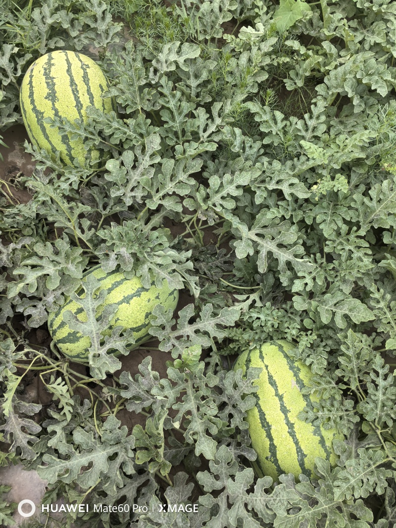 甘肃省山丹县千亩硒沙瓜园头茬芽子瓜，金花1号2号