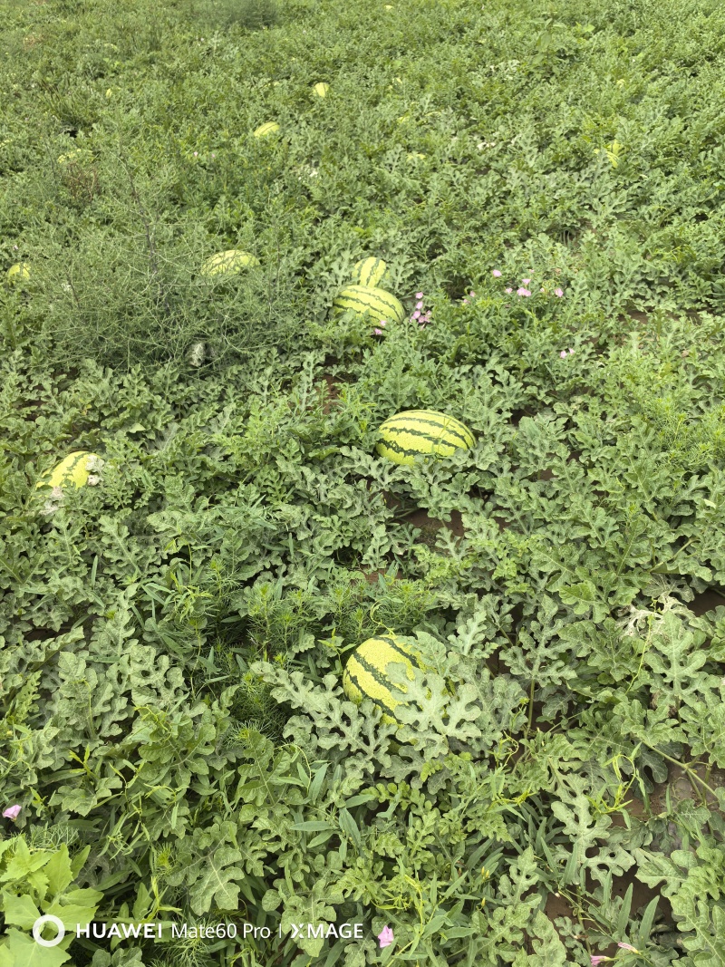 甘肃省山丹县千亩硒沙瓜园头茬芽子瓜，金花1号2号