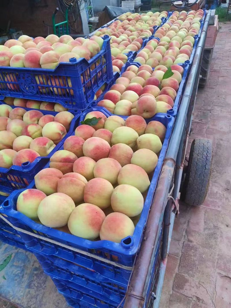 北京十四号大哥量供应中，