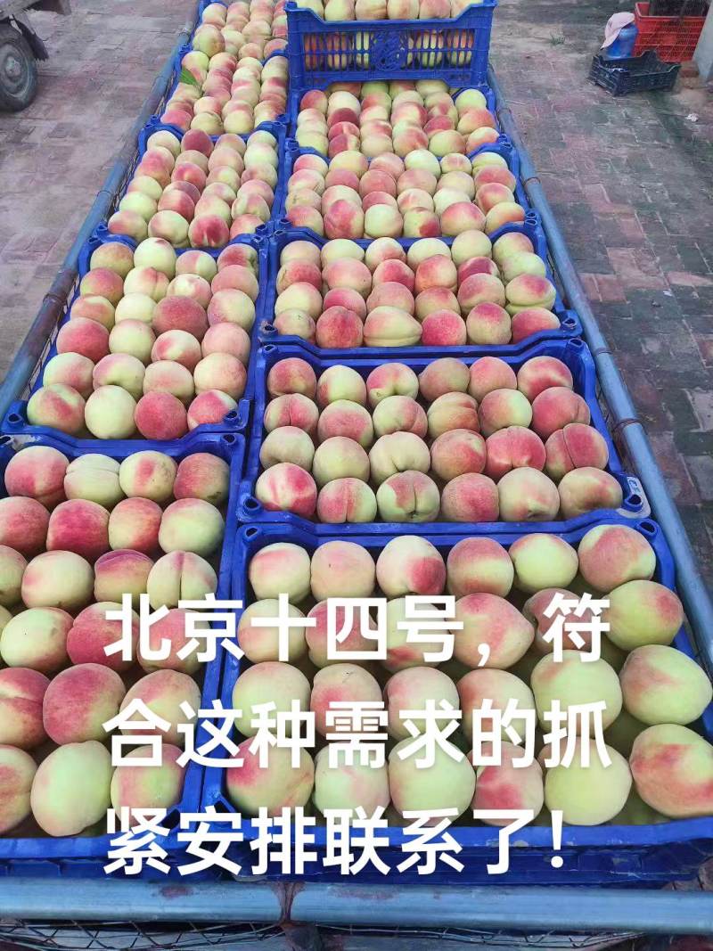 北京十四号大哥量供应中，