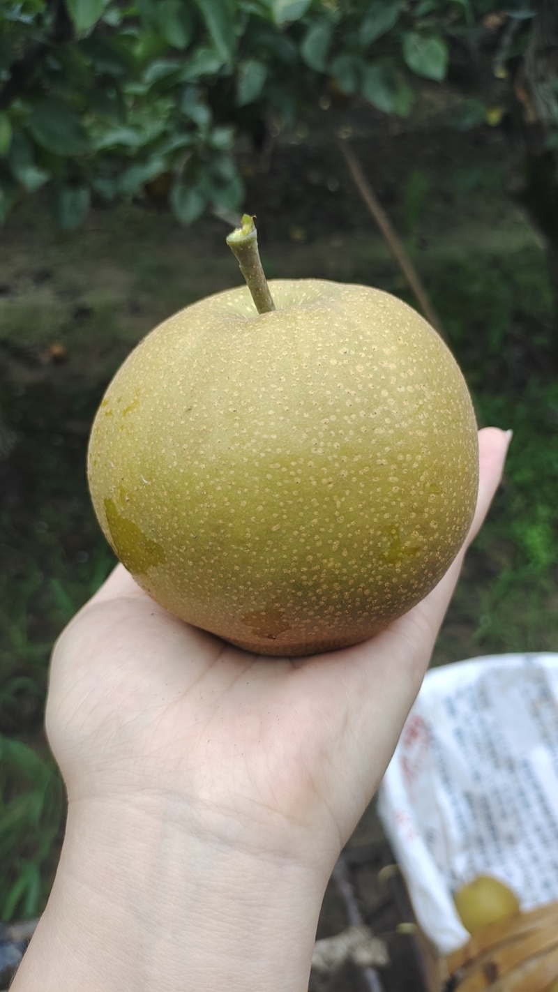 黄花梨