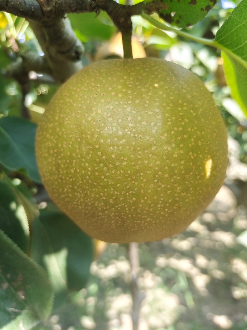 黄花梨