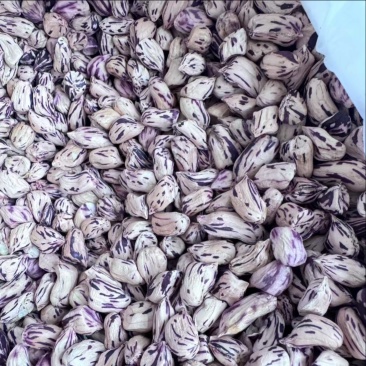 山东特色花生云南七彩花生果七彩花生米