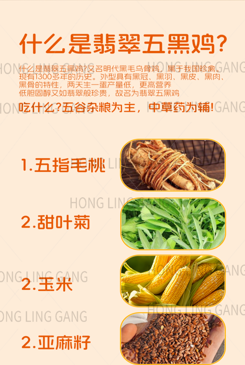 广西五黑土鸡绿壳土鸡蛋