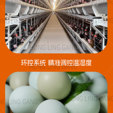 广西五黑土鸡绿壳土鸡蛋