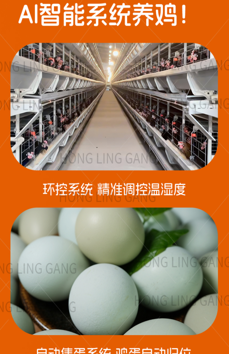 广西五黑土鸡绿壳土鸡蛋