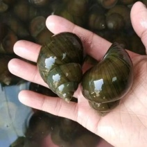漂亮田螺，大中小规格都有。