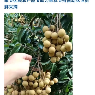石夹龙眼