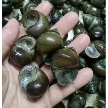 田螺美丽，大中小规格选择。