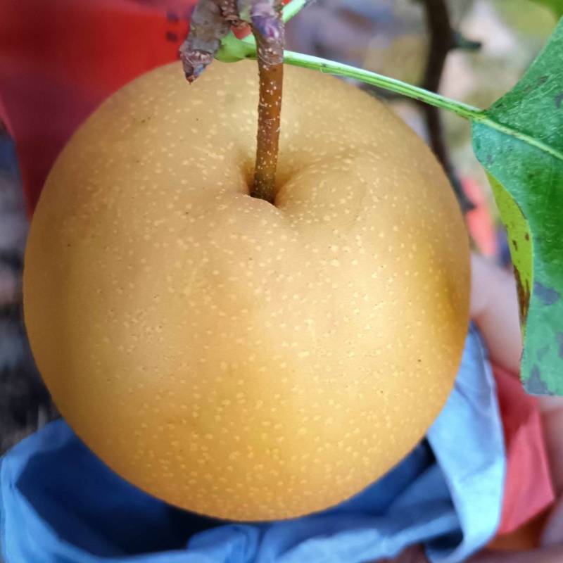 金秋梨