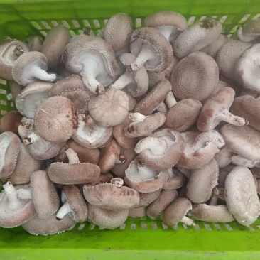 鲜香菇包装货