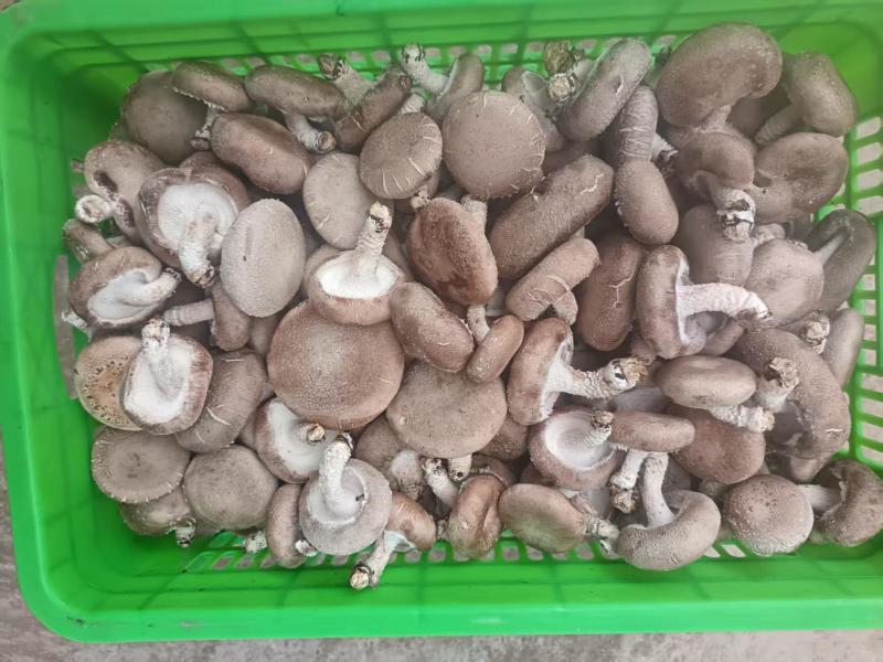 鲜香菇包装货