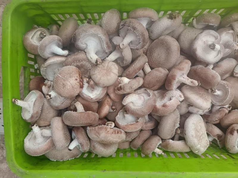 鲜香菇包装货