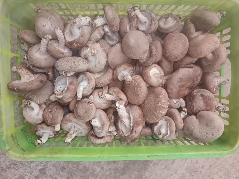 鲜香菇包装货