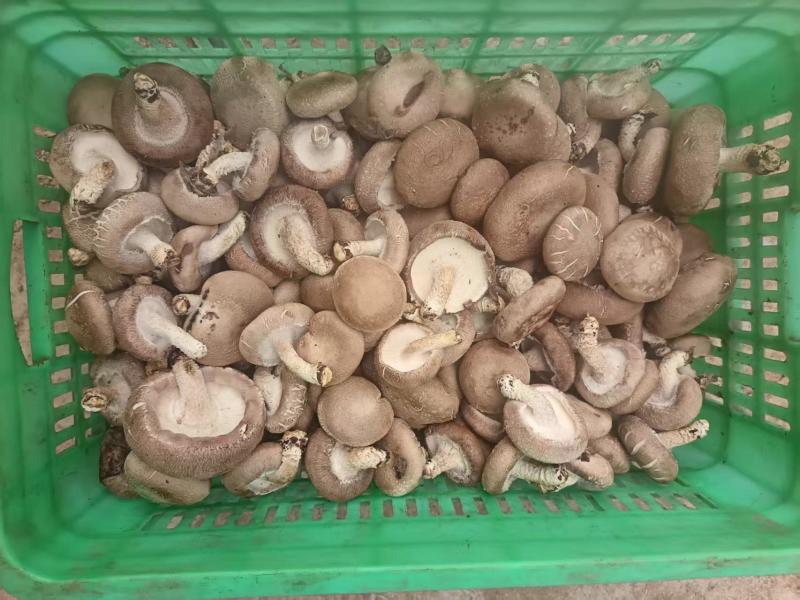 鲜香菇包装货