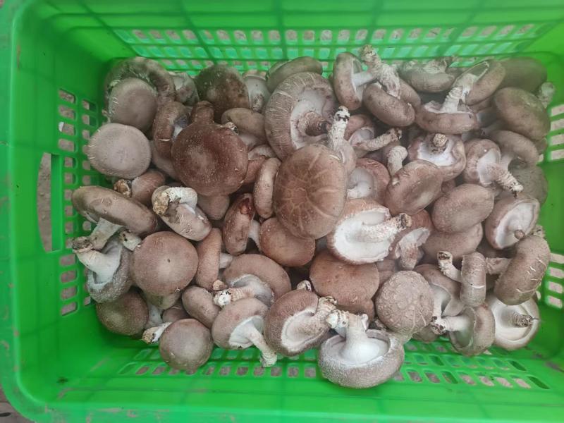 鲜香菇包装货