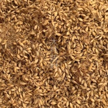 麦芽【包邮】三斤起发货可批量可零售量大从优