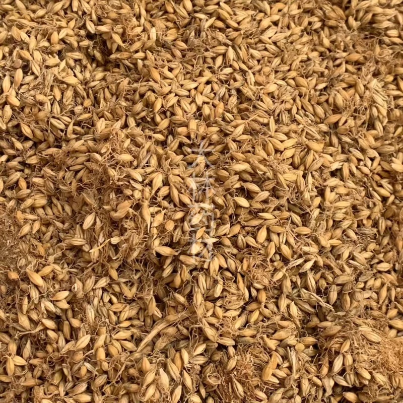 麦芽【包邮】三斤起发货可批量可零售量大从优