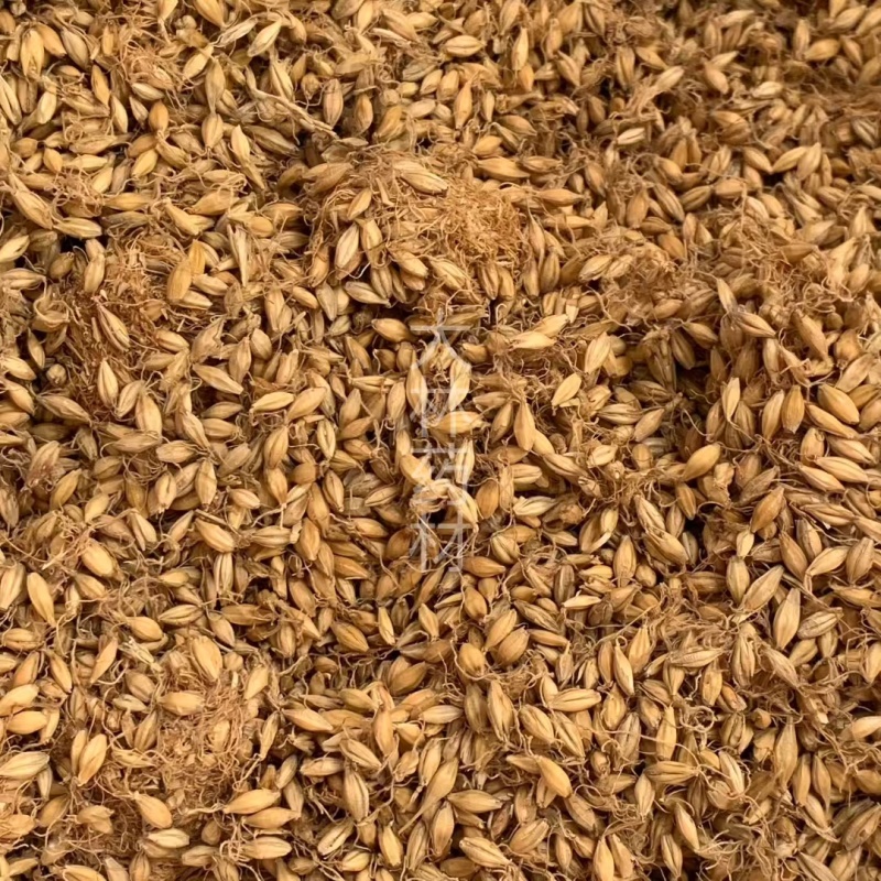 麦芽【包邮】三斤起发货可批量可零售量大从优