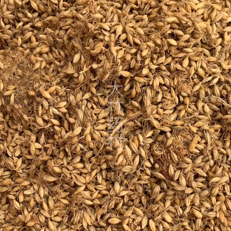 麦芽【包邮】三斤起发货可批量可零售量大从优