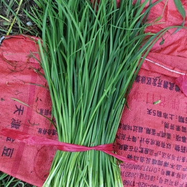青菜大量有货