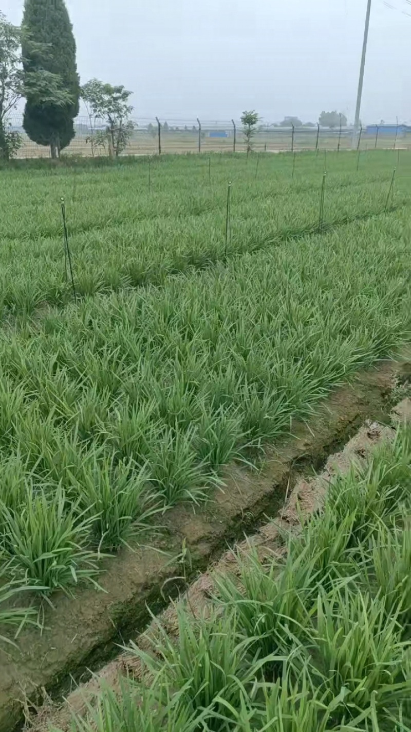 精品韭菜
