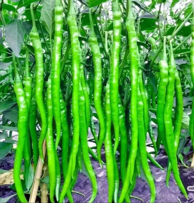我家种植有大量线辣，二荆条，欢迎各位老板前来采购