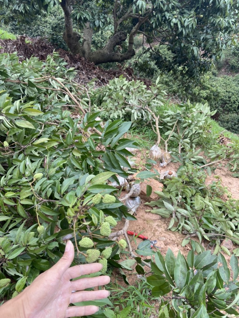 仙进奉、情人荔.自家果园高压苗