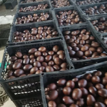 山东临沂烤鸭蛋