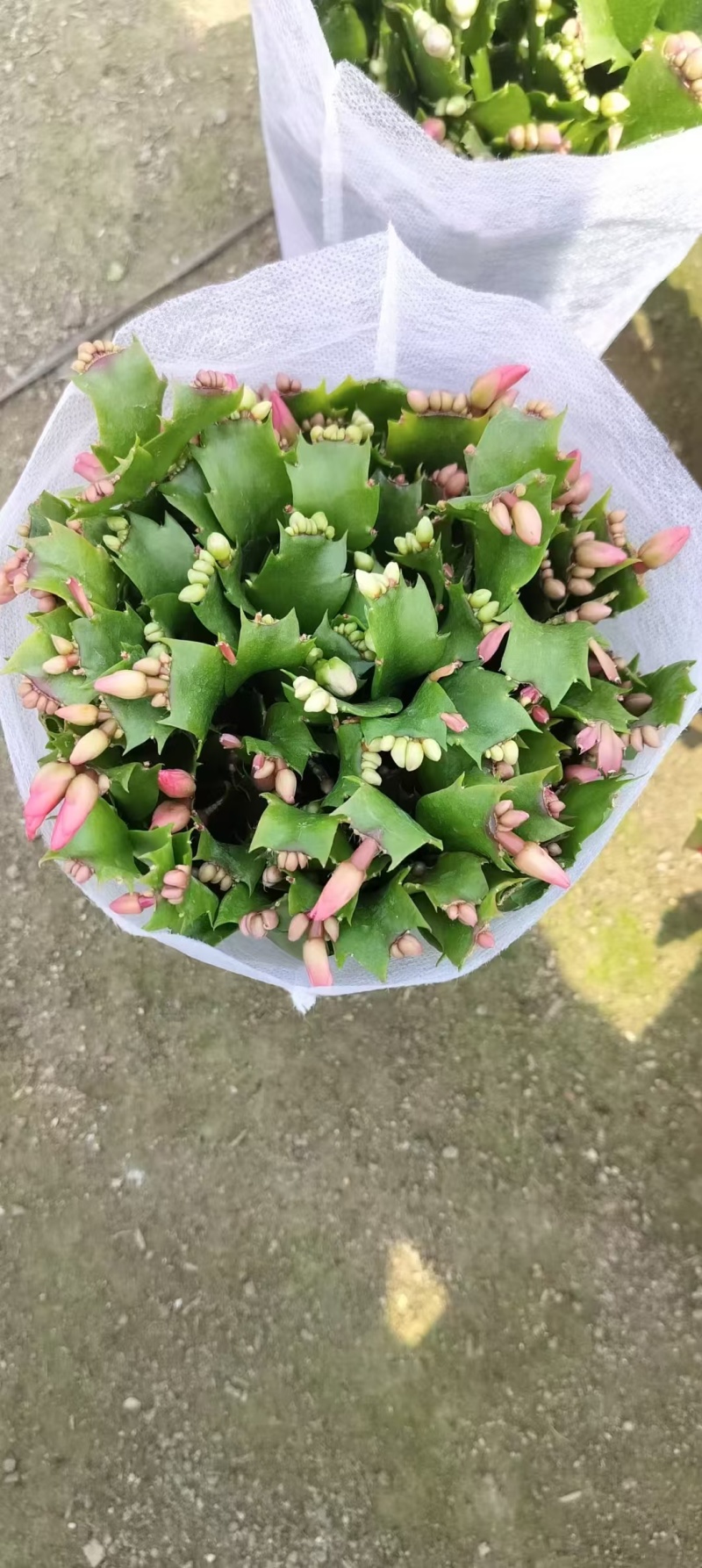 精品蟹爪兰盆栽多种颜色带盆带土基地直销