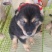中华田园犬四眼犬