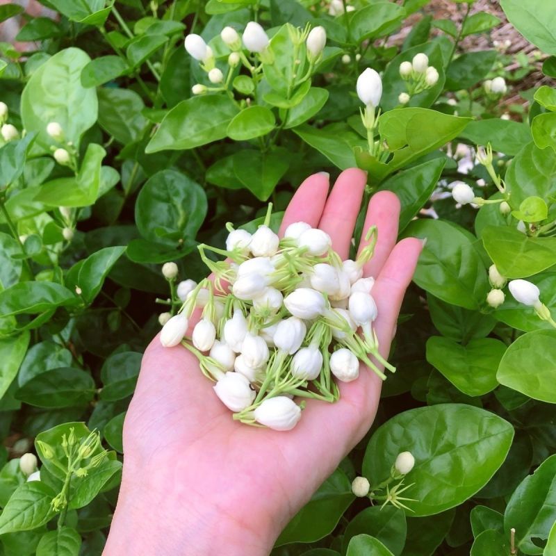 特级广西茉莉花茶雪球花苞茉莉花干花泡茶茶叶罐装冷泡水喝的