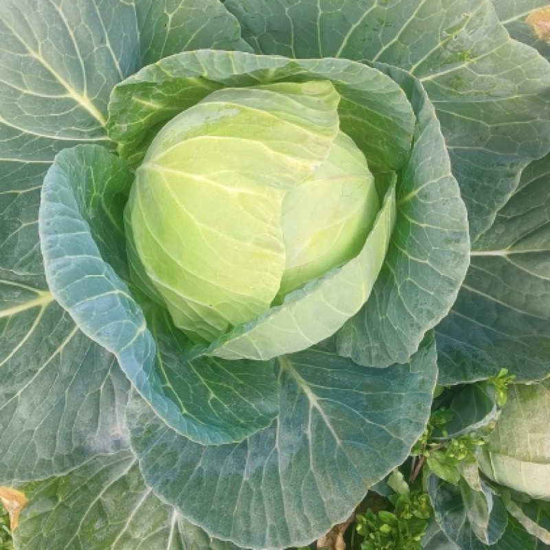 包菜，色泽圆润，味道鲜美，大小均匀