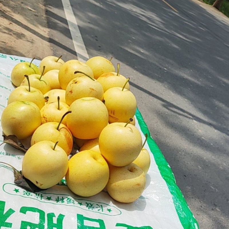 皇冠梨